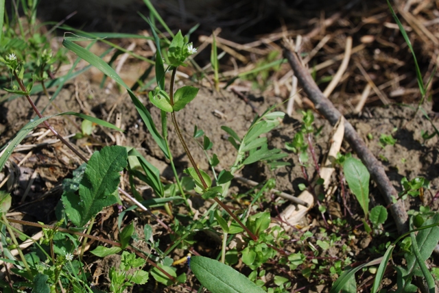 Stellaria media s.l.